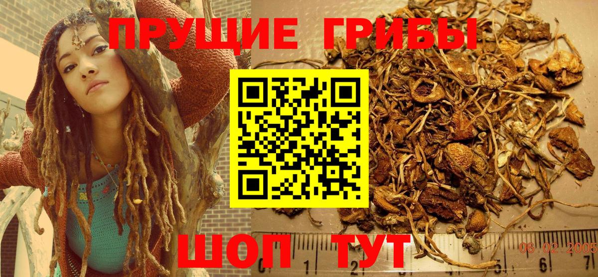 Псилоцибиновые грибы Psilocybine cubensis Мценск